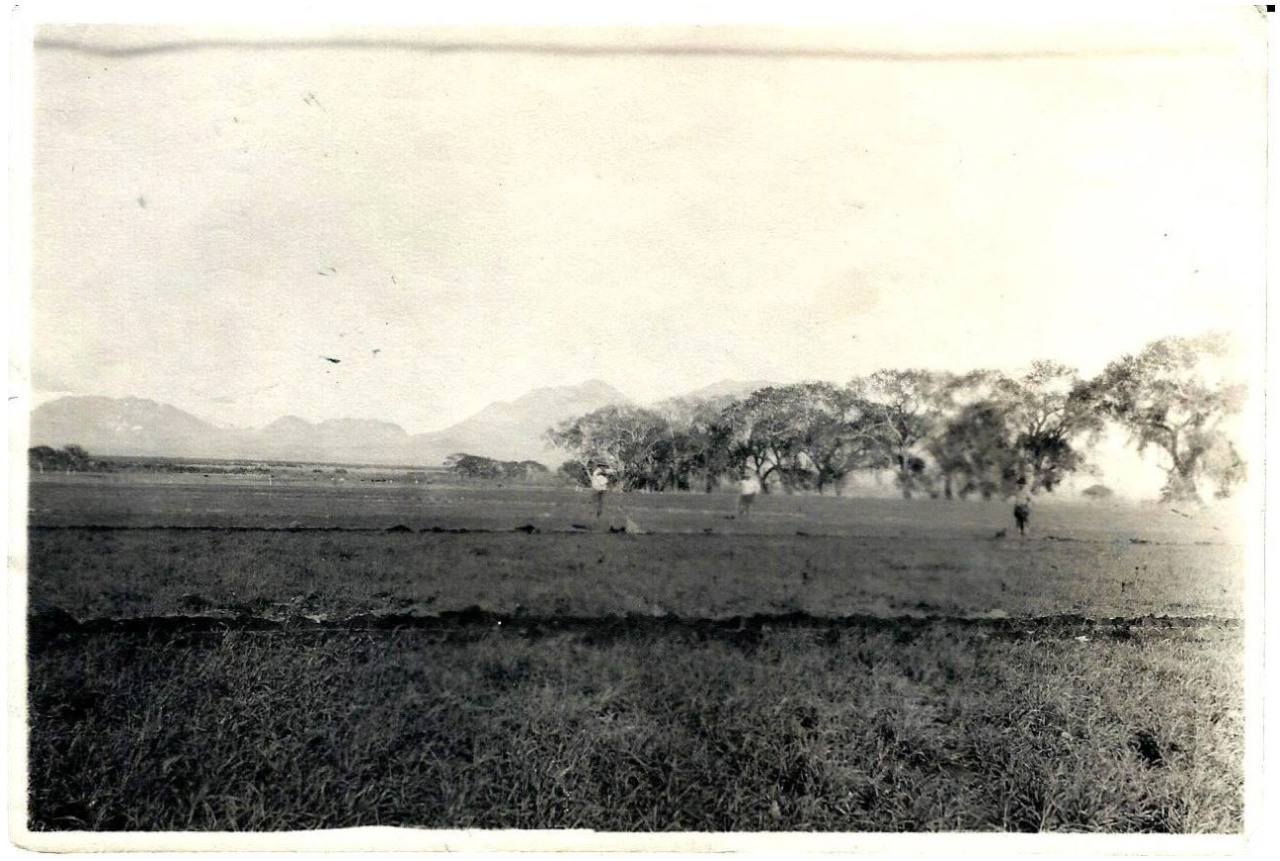 Alfalfa fields in Las Vegas Farming History